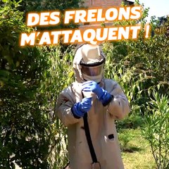 1000 FRELONS ASIATIQUES M’ATTAQUENT ! (DANGEREUX)