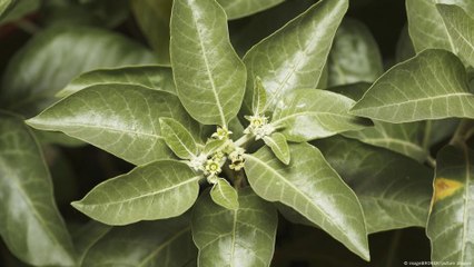 خمس نباتات علاجية: هل يمكنها محاربة السرطان؟