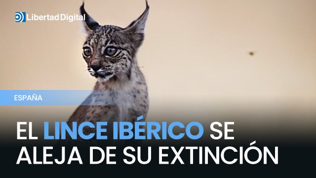El lince ibérico da un gran salto: la población crece un 19 % y supera los 2.400 ejemplares