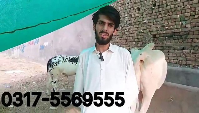 Qurbani 2025 Bulls at Khanna Pull Rawalpindi Cattle Market on Potohar Animals