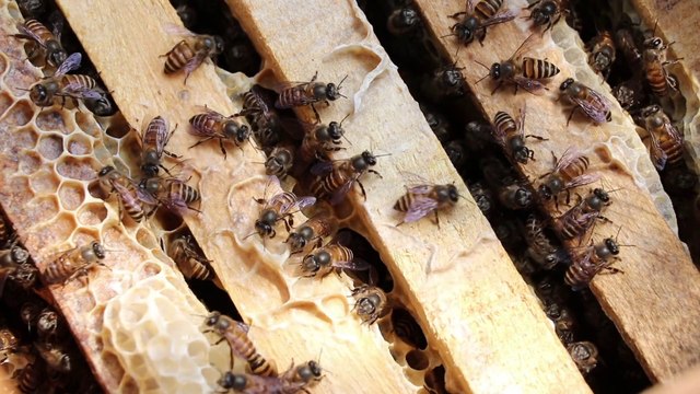 Appello di Greenpeace per salvare le api dai pesticidi