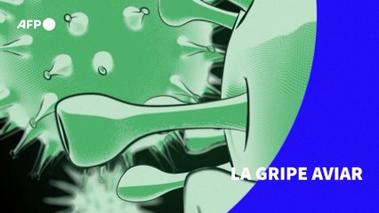 La gripe aviar es causada por varios tipos de virus de influenza A