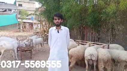 Khanna Pull Mandi Rajanpuri Goats/ Kajlay /Dumby/ Bakry Beauty