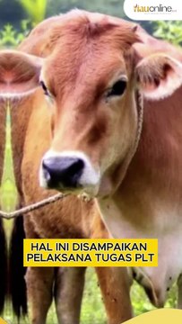 Riau Bakal Terima 13 Ekor Sapi Kurban dari Presiden Prabowo