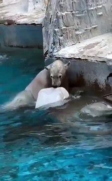 Cet ours joue avec une bouteille... trop mignon
