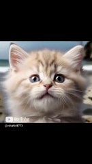 Look at this baby cat’s face 😳 #babycat #kitten #cat #reaction #cute