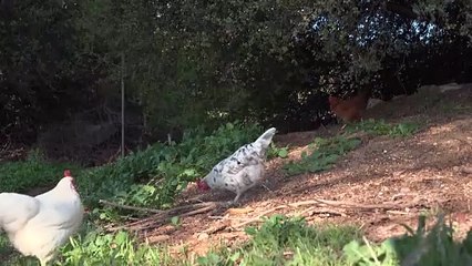 Surto de gripe aviária em mamíferos duplicou em 2024