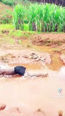 Funny video, tention relief, comedy, be happy.
