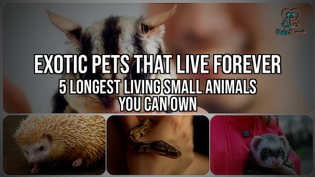 Exotic Pets That Live Forever: 5 Unusual Longest Living Small Animals You Can Own