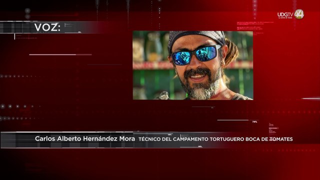 Anticipan llegada temprana de tortugas a Puerto Vallarta: piden respeto y conciencia ambiental