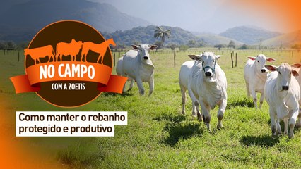 No campo com a Zoetis: como manter o rebanho protegido e produtivo