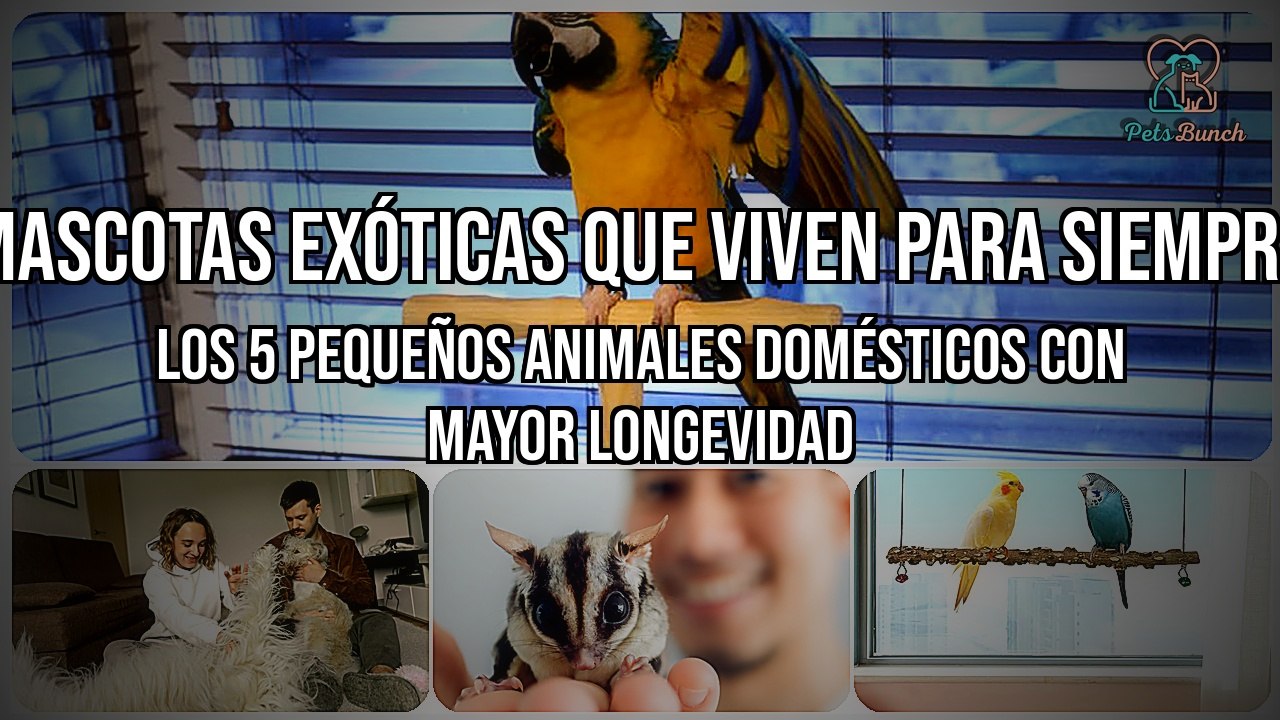 ¡Descubre las 5 mascotas exóticas de pequeño tamaño con mayor longevidad!