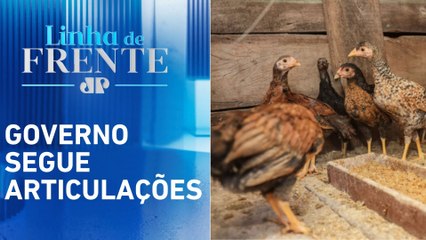 Quatro países reduzem restrição à carne de frango brasileiro | LINHA DE FRENTE