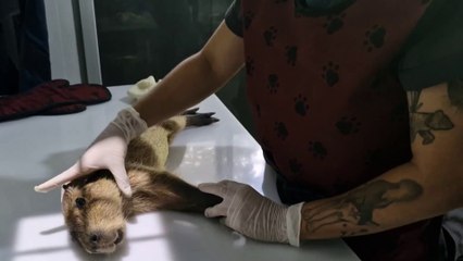 tn7-autoridades-ambientales-deben-decidir-que-hacer-con-capibaras-decomisados-230525