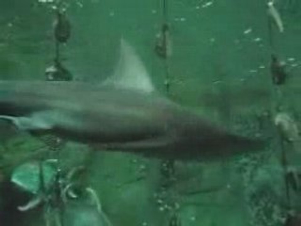 Sharks