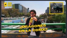 'Cómo entrenar a tu Dragón' - Dragones sobre vuelan la Ciudad de México