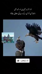 Poison and Honey – The Taste You Choose