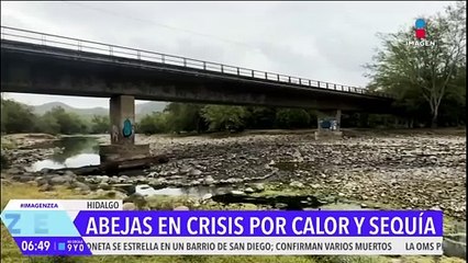 Abejas, en crisis por calor y sequía en Huejutla, Hidalgo