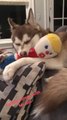 Dog Drifts Off To Sleep, Still Holding Toy Gently In Its Mouth