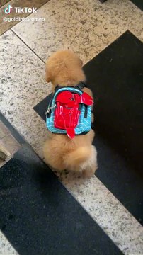 Video: filhote de Golden Retriever encanta web ao ganhar presente de tutora; veja