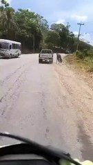 Captan a conductor arrastrando a un caballo en Cofradía, Cortés