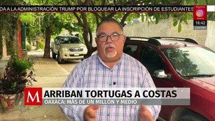 Arriban más de un millón y medio de tortugas a las costas de Oaxaca