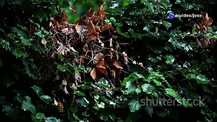 capitulo 1 .- Lilith en las Montañas