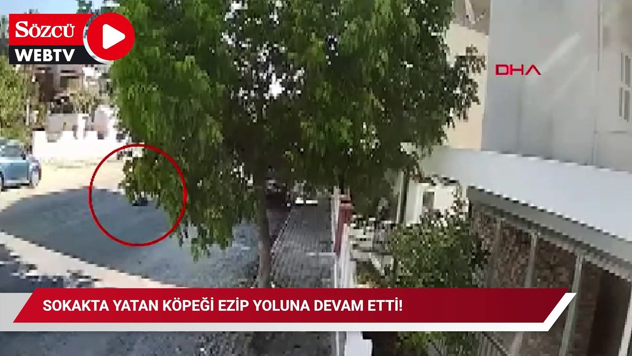 Sokakta yatan köpeği ezip yoluna devam etti!