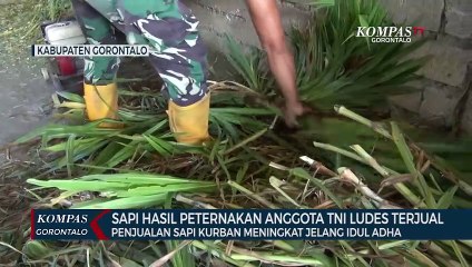 Puluhan Ternak Sapi Personil TNI di Gorontalo Ludes Terjual Untuk Hewan Kurban