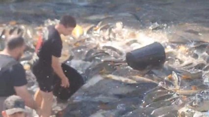 Miles de peces se quedan atrapados en el canal que une los embalses de Entrepeñas y Buendía