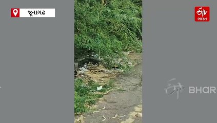 ગીરમાં દુર્લભ ગોલ્ડન સિવેટ કેટની ઝલક: રાત્રિ વિહારી આ સુંદર બિલાડી વિશે જાણો રસપ્રદ માહિતી