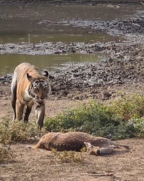 गर्मी से राहत पाने वाटर हॉल में पहुंचे बाघ-बाघिन, पर्यटकों ने कैमरे में कैद किए दुर्लभ दृश्य