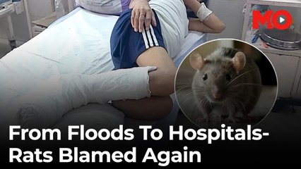 Bihar's rat crisis: Floods, missing liquor, and patients attacked in hospitals