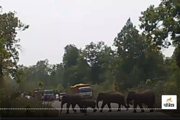 हांथीयों का दल पहुंचा