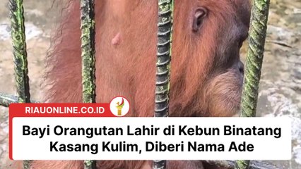 Bayi Orangutan Lahir di Kebun Binatang Kasang Kulim, Diberi Nama Ade