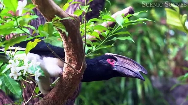 The Most COLORFUL BIRDS You'll Ever See BIRDS DISCOVERY ULTRA HD