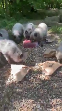 Arctic foxes share blood-lolly birthday treat