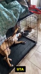 1 Hilarious 1-Minute Animal Fails & Funny Moments 🐾