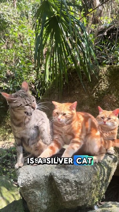 cats fight
