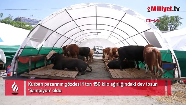 Kurban pazarının gözdesi 'şampiyon' oldu! Tam 1 ton 150 kilo ağırlığında