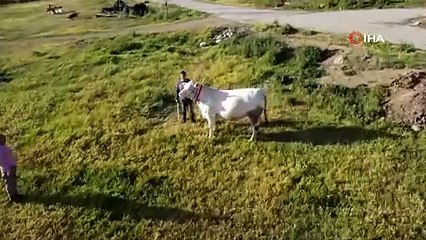 Pamuk Kız 320 bin liradan alıcısını bekliyor