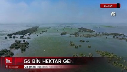 Göçmen kuşların Karadeniz'deki limanı: Kızılırmak Deltası