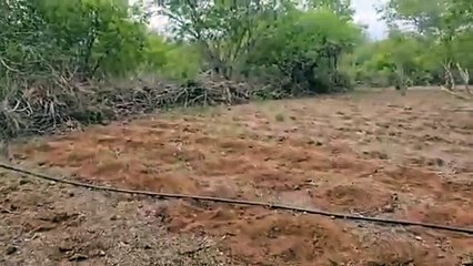 Homem é morto em confronto com a polícia após descoberta de 'roça da maconha' no interior da Bahia