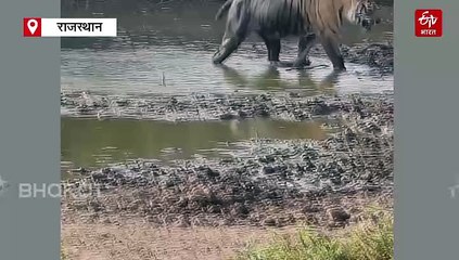 वाटरहोल से निकलकर बाघिन ने लिया शिकार का आनंद, पर्यटकों को हुई साइटिंग