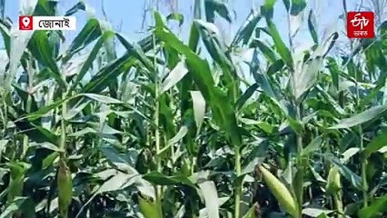 দূৰ-দূৰণিলৈ কেৱল মাকৈ আৰু মাকৈ... গোমধানজোপায়ো পেৰা ভৰাব পাৰে কৃষকৰ