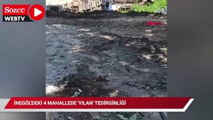 İnegöl'deki 4 mahallede 'yılan' tedirginliği