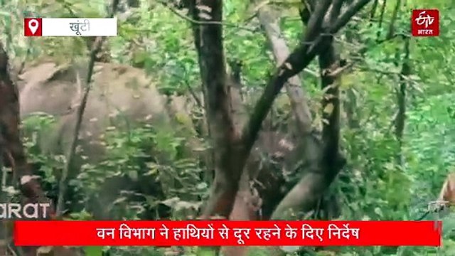 खूंटी के शहरी इलाके से सटे जंगल में पहुंचा पांच हाथियों का झुंड, देखने के लिए लोगों की उमड़ी भीड़, वन विभाग ने की दूर रहने की अपील