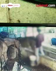 नराधमने केला घोड्याच्या बछड्यावर अमानुष लैंगिक अत्याचार