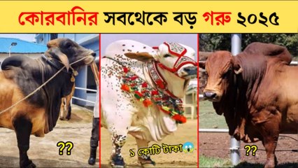 এবারের কোরবানির সবচেয়ে বড় ও দামি গরু 😱 | Gorur Haat 2025 | গাবতলী গরুর হাট