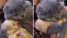Adorable videos capture heartwarming moments between dogs and cats